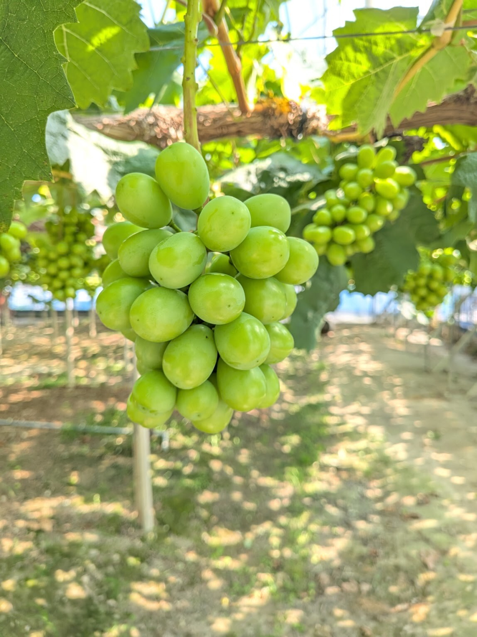 今年の「吉備国屋のぶどう」の収穫が終わりを迎えます🍇